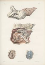 Planche 82 - Anatomie microscopique de l'oreille interne - Traité complet de l'anatomie de l'homme,  [...]
