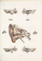 Planche 83 - Organe de l'ouïe - Oreille interne - Traité complet de l'anatomie de l'homme, par les D [...]
