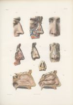 Planche 84 - Organe de l'odorat - Traité complet de l'anatomie de l'homme, par les Drs Bourgery et C [...]
