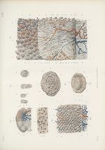 Planche 87 - Anatomie microscopique du corps papillaire de la langue (D'après les dessins originaux  [...]
