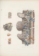 Planche 88 - Anatomie microscopique de la membrane tégumentaire et des papilles coniques et fongifor [...]