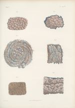 Planche 88 bis - Anatomie microscopique des papilles de la peau (D'après les dessins originaux de l' [...]