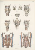 Planche 89 - Larynx - Traité complet de l'anatomie de l'homme, par les Drs Bourgery et Claude Bernar [...]