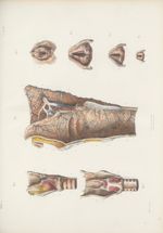 Planche 89 ter - Larynx - Traité complet de l'anatomie de l'homme, par les Drs Bourgery et Claude Be [...]