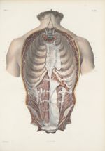 Planche 94 - Anastomoses périphériques des deux systèmes nerveux splanchnique et cérébro-spinal dans [...]