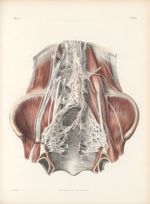 Planche 95 - Anastomoses dans la cavité pelvienne des deux systèmes nerveux splanchnique et cérébro- [...]