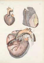 Planche 98 - Nerfs du coeur ; leur variété de développement en rapport avec le volume du centre circ [...]