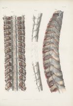 Planche 99 - Connexions du grand sympathique avec les nerfs rachidiens - Traité complet de l'anatomi [...]