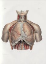 Planche 1 - Ensemble de la cavité thoracique vu par le plan antérieur. Poumons et coeur dans leurs r [...]