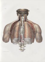 Planche 2 - Ensemble de la cavité thoracique vu par le plan postérieur. Poumons et coeur dans leurs  [...]