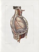 Planche 3 - Poumon droit, vu par sa face externe - Traité complet de l'anatomie de l'homme, par les  [...]