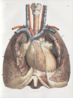 Planche 4 - Coeur, poumons et gros vaisseaux, vus dans leur ensemble, par le plan antérieur - Traité [...]