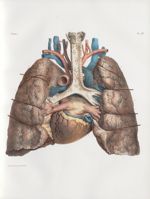 Planche 4 bis - Coeur et poumons, vus par le plan antérieur - Traité complet de l'anatomie de l'homm [...]