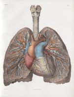 Planche 5 - Coeur, poumons et gros vaisseaux, vus dans leur ensemble par le plan postérieur - Traité [...]