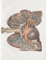 Planche 5 bis - Coeur et poumons, vus par le plan postérieur - Ensemble et mode d'intrication des va [...]