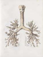 Planche 6 - Trachée-artère, vus par le plan antérieur - Traité complet de l'anatomie de l'homme, par [...]