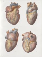 Planche 9 bis - Coeur injecté - Traité complet de l'anatomie de l'homme, par les Drs Bourgery et Cla [...]