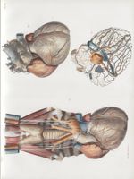 Planche 12 - Vaisseaux et nerfs du coeur - Traité complet de l'anatomie de l'homme, par les Drs Bour [...]