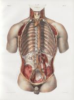 Planche 14 - Aorte thoraco-abdominale et ses divisions - Traité complet de l'anatomie de l'homme, pa [...]