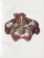 Planche 15 - Artères du cou et du thorax - Traité complet de l'anatomie de l'homme, par les Drs Bour [...]