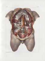 Planche 16 - Aorte abdominale et ses divisions - Traité complet de l'anatomie de l'homme, par les Dr [...]