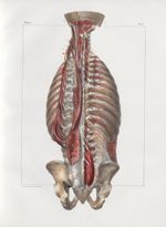 Planche 17 - Artères profondes du dos - Côté gauche : troisième couche musculaire - Côté droit : qua [...]