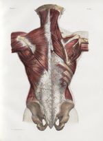 Planche 18 - Artères superficielles du dos - Coté gauche : première couche musculaire - Côté droit : [...]
