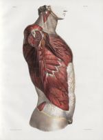 Planche 20 - Artères du tronc - Paroi latérale superficielle - Traité complet de l'anatomie de l'hom [...]