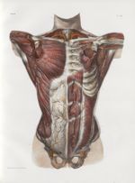 Planche 23 - Ensemble des artères de la paroi antérieure du tronc, vu par le plan antérieur - Côté d [...]