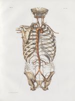Planche 24 - Artère aorte et ses divisions, inscrivant l'ellipse artérielle du tronc - Traité comple [...]
