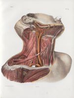 Planche 27 - Artères du cou. Tronc brachio-céphalique - Traité complet de l'anatomie de l'homme, par [...]