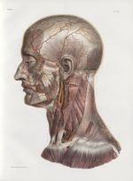 Planche 28 - Artères de la tête et du cou - Plan latéral - Artère carotide externe et ses divisions  [...]
