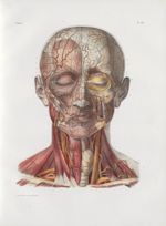 Planche 29 - Artères de la face et du cou - Côté droit : artères superficielles - Côté gauche : artè [...]