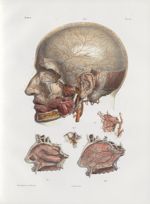 Planche 31 - Artères maxillaire interne et ophtalmique de Willis - Traité complet de l'anatomie de l [...]