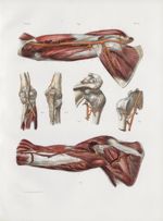 Planche 35 - Artères de l'épaule et du bras - Traité complet de l'anatomie de l'homme, par les Drs B [...]