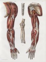 Planche 36 - Artères du membre thoracique - Traité complet de l'anatomie de l'homme, par les Drs Bou [...]