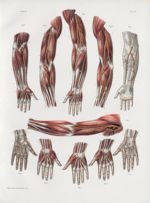 Planche 38 - Anomalies des artères du membre thoracique - Traité complet de l'anatomie de l'homme, p [...]