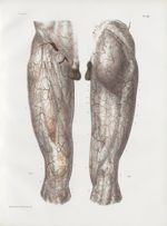 Planche 39 - Artères sous-cutanées de la cuisse - Traité complet de l'anatomie de l'homme, par les D [...]