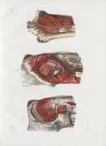 Planche 40 - Artères de la partie supérieure de la cuisse - Traité complet de l'anatomie de l'homme, [...]