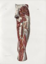 Planche 42 - Artères de la cuisse, vues sur le plan postérieur - Traité complet de l'anatomie de l'h [...]