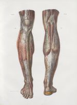 Planche 44 - Artères sous-cutanées de la jambe - Traité complet de l'anatomie de l'homme, par les Dr [...]