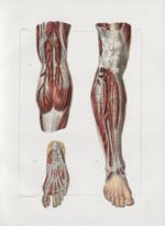 Planche 45 - Artères de la jambe et du pied - Traité complet de l'anatomie de l'homme, par les Drs B [...]