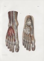 Planche 47 - Artères de la face dorsale du pied - Traité complet de l'anatomie de l'homme, par les D [...]