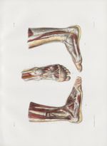 Planche 49 - Artères de la jambe et du pied - Traité complet de l'anatomie de l'homme, par les Drs B [...]