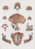 Planche 51 - Vaisseaux et réservoirs sanguins des os - Traité complet de l'anatomie de l'homme, par  [...]