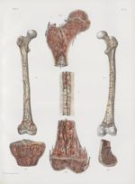 Planche 53 - Vaisseaux et réservoirs sanguins des os - Traité complet de l'anatomie de l'homme, par  [...]