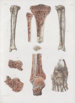 Planche 54 - Vaisseaux et réservoirs sanguins des os - Traité complet de l'anatomie de l'homme, par  [...]