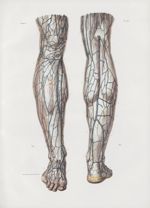 Planche 55 - Veines superficielles de la jambe - Traité complet de l'anatomie de l'homme, par les Dr [...]