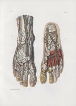 Planche 57 - Veines du pied dans leurs rapports avec les artères - Traité complet de l'anatomie de l [...]