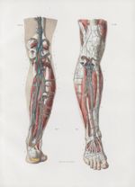 Planche 58 - Veines profondes et artères de la jambe - Traité complet de l'anatomie de l'homme, par  [...]